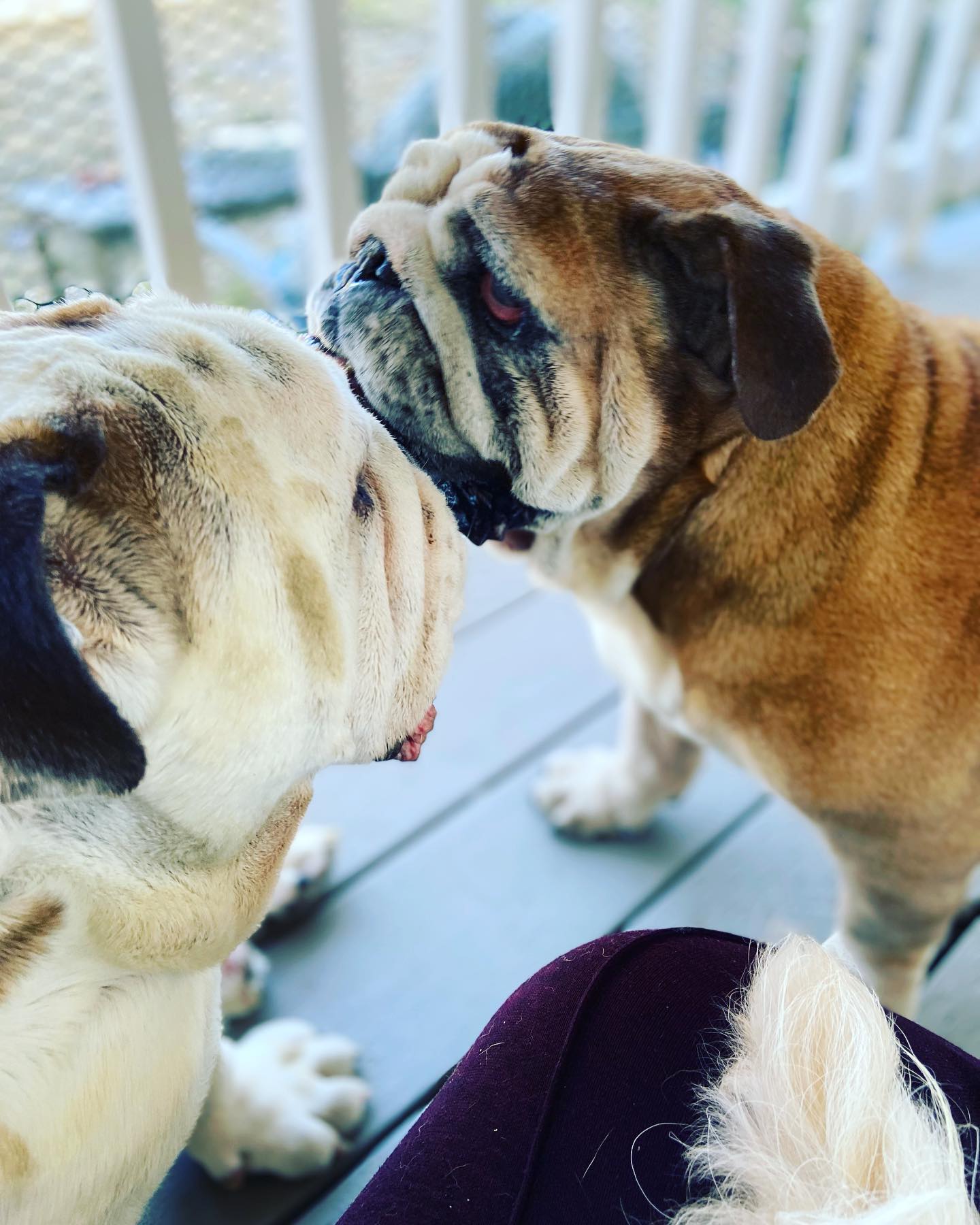 Is Fostering Right For Me? Wonder Dog Rescue