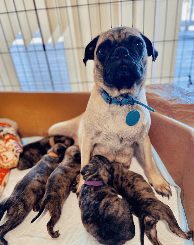 Recovery Room Dogs Wonder Dog Rescue