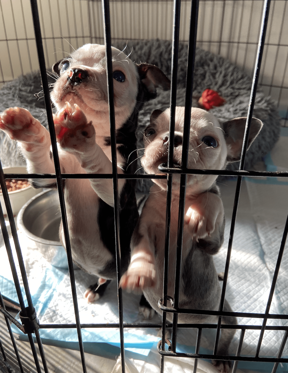 Available Dogs Wonder Dog Rescue