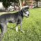 Shiloh
